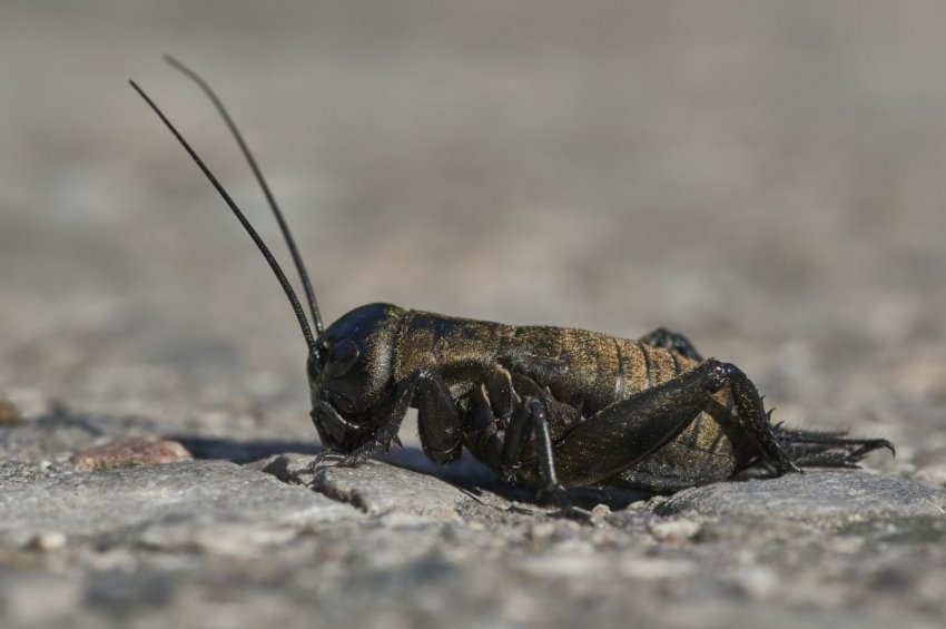 ICYMI: Ontario loosens liquor laws, crickets coming to London, ON