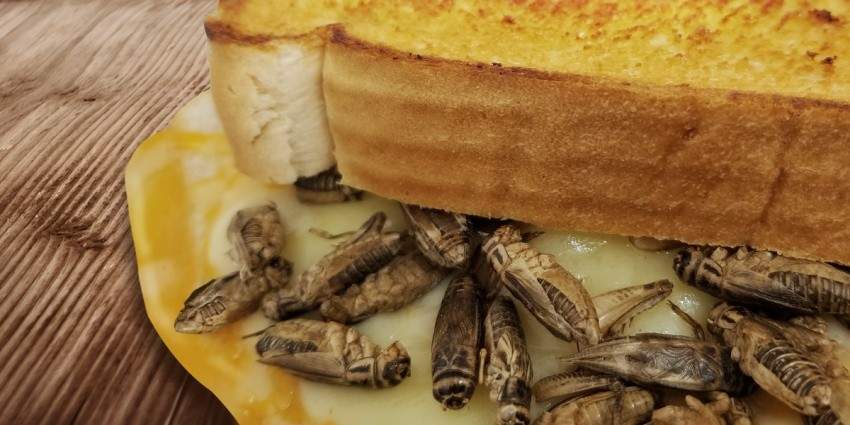 Cricket grilled cheese. Photo courtesy of Calgary Stampede.