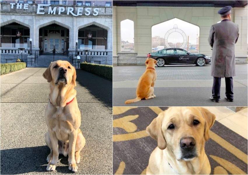 Image for New Fairmont Empress canine ambassador Winston captures hearts in Victoria