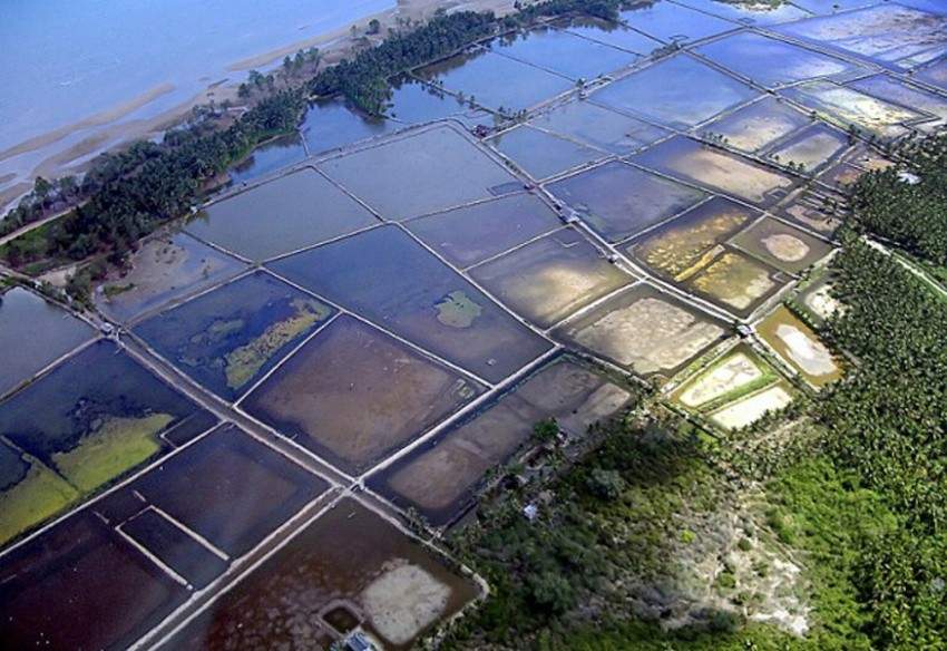 Photo of traditional shrimp ponds by Ellen Hines / Marine Photobank.