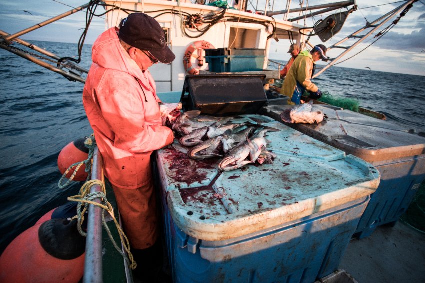 Have DFO fishery managers gone rogue?