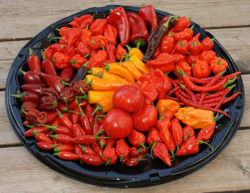 the hottest peppers on record: carolina reaper — acorn creek