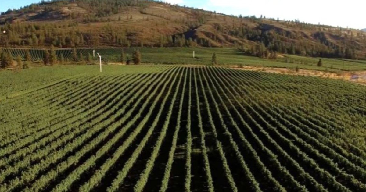 New survey from BC Wine Institute highlights growing concern for B.C