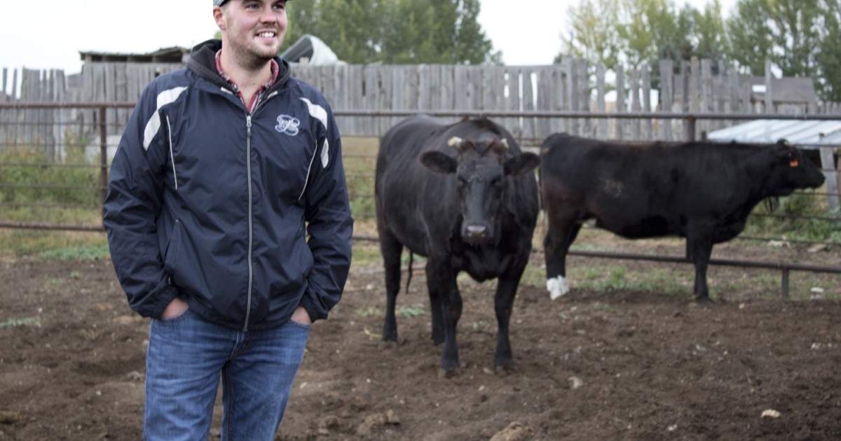 Dairy farmers on the Prairies introduce highend WagyuHolstein cross