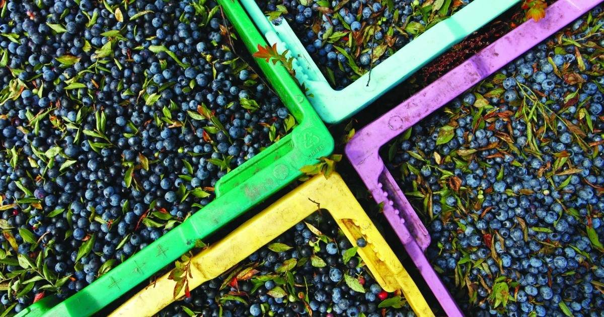 Canadian food DYK Canada is a leader in the wild blueberry industry