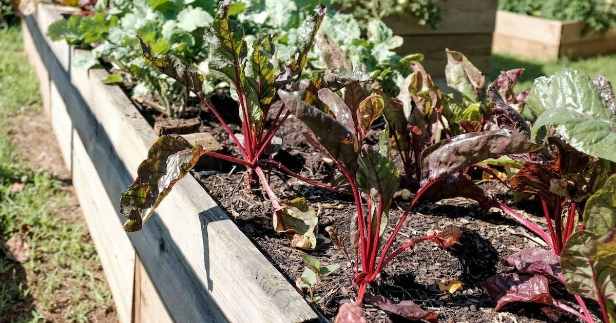 ICYMI Indigenousled food centre opens in Saskatchewan, a CFL player's