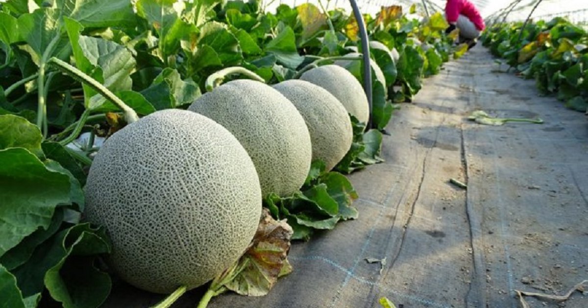 Eat This Now Aburi Market’s Hokkaido Furano Melons Eat North