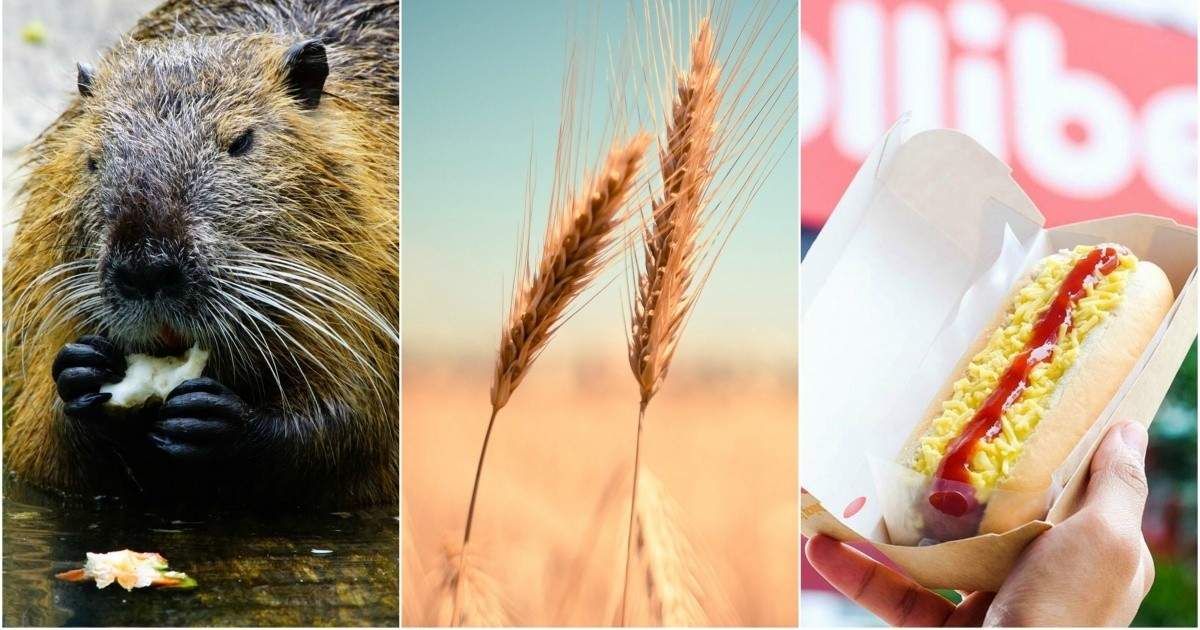 ICYMI: Beavers changing the whiskey game, Japan bans on Canadian wheat ...