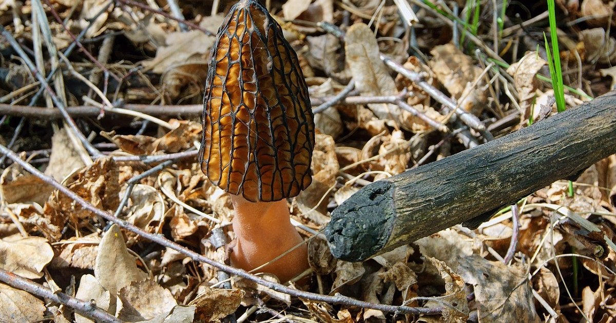 Eat North Answers How do morels grow? Eat North