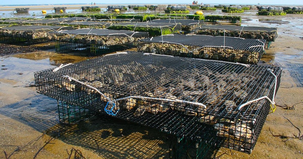 Eat North Answers How are oysters farmed? Eat North