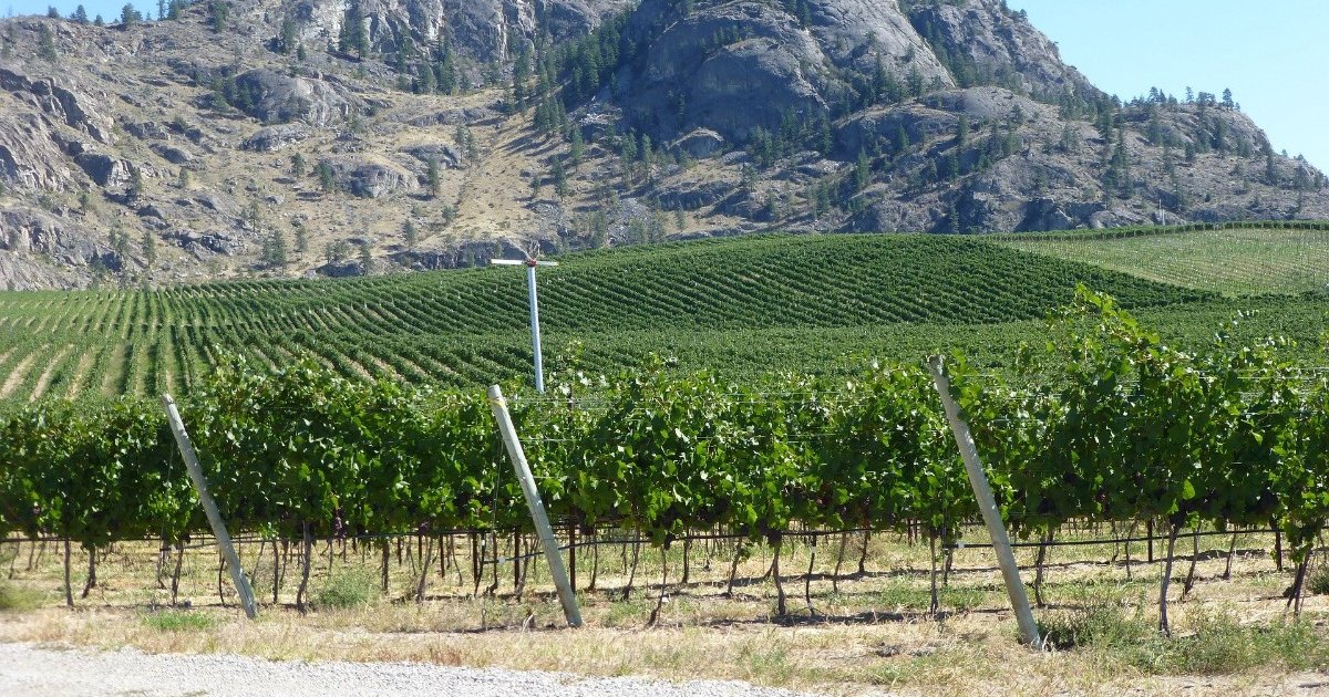 New survey from BC Wine Institute highlights growing concern for B.C