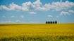 Image for Plant, grow and eat with Canola Eat Well