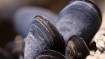 Image for Canadian food DYK: Prince Edward Island produces some of the world&#039;s best mussels