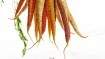 Image for 7 Root vegetables to cook with this fall and winter