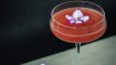 Image for Hibiscus Hound  cocktail from Fairmont Vancouver Airport’s Jetside Lounge