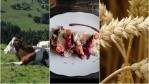 Image for ICYMI: New opening in Montreal, Italian protest against Canadian food, large government investments to create sustainable beef in Ontario and more in this week's food news