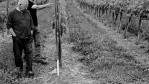TH Wines cab franc vines. Photo from TH Wines.