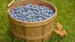 Image for From Blueberry farm to plate: how B.C. chefs wind up with fresh blueberries on their menus
