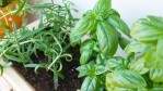 Basil and rosemary. Photo by janeyhenning on Flickr.
