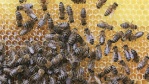 Image for Buzzing for honey across Canada