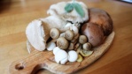 Image for A mushroom geek’s guide to Canadian mushrooms