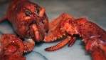 Image for Daily bite: Switzerland bans crustacean cruelty