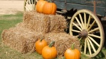 Image for 6 Harvest dinners to check out across Canada