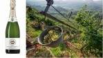 Image for Get to know the prosecco that has the luxury of Champagne without the price tag
