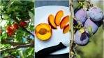 Canadian local stone fruits