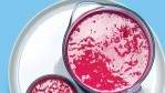 Image for The Juice Truck's Super Berry smoothie