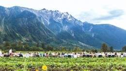 Image for Daily bite: Araxi Restaurant’s Longtable Dinner returns to Pemberton