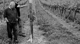 TH Wines cab franc vines. Photo from TH Wines.