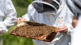 Photo courtesy of ABC Bees' Facebook page