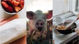 Image for ICYMI: New ultrafitered milk launches in Canada, effects of the African swine fever on Canadian pork products, Regent Park Food culinary workshops and more