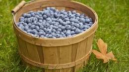 Image for From Blueberry farm to plate: how B.C. chefs wind up with fresh blueberries on their menus