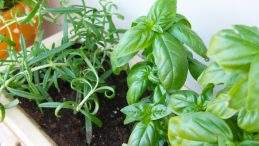 Basil and rosemary. Photo by janeyhenning on Flickr. Basil and rosemary. Photo by janeyhenning on Flickr.