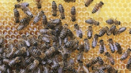 Image for Buzzing for honey across Canada