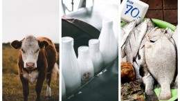 Image for ICYMI: Dairy wars, chocolate milk election issues, seafood fraud and more