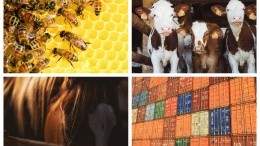 Image for ICYMI: Canada cracks down on food fraud, lawsuit against shipment of horses for human consumption, and more
