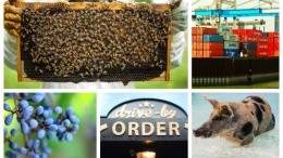 Image for ICYMI: Canada's first 100 per cent vegan drive through, Canadian waste found in Cambodia, and more