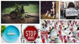 Image for ICYMI: Multiple meat recalls across the country, animal rights protesters in Alberta, and more