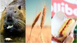 Image for ICYMI: Beavers changing the whiskey game, Japan bans on Canadian wheat, Filipino food fans rejoice and more 