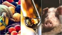 Image for ICYMI: Early draft of Health Canada Food Guide, January vegan challenges gaining traction, Niagara Icewine Festival underway, viral pig disease found in Alberta and more