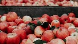 Image for daily bite: Calgarians be a good apple and drop off your fruit for the 2nd annual Uncommon Fruit Drive