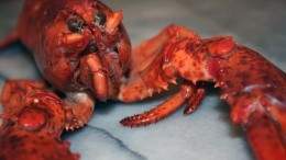 Image for Daily bite: Switzerland bans crustacean cruelty