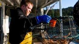 Image for For the love of shrimp: choosing sustainable varieties 