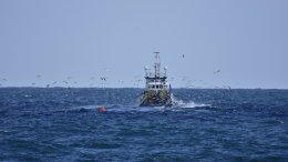 Photo credit: Oceana Canada/Carlos Minguell & Juan Cuetos