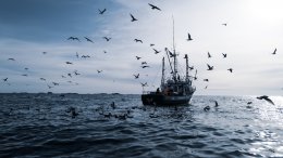 Images provided by Oceana Canada