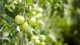 Image for Canadian food DYK: The world&#039;s first tomato wine, Omerto, is produced in Quebec