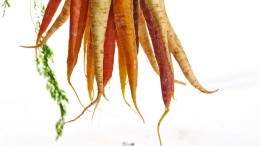 Image for 7 Root vegetables to cook with this fall and winter